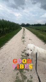 Petsitter