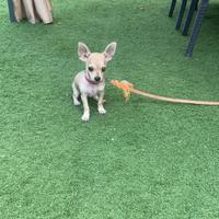 Chihuahua toy