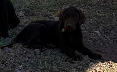 Cucciolo Labrador Retriver