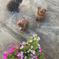 Cucciolata di chihuahua Meravigliosa