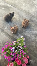 Cucciolata di chihuahua Meravigliosa