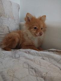 Volpini di pomerania