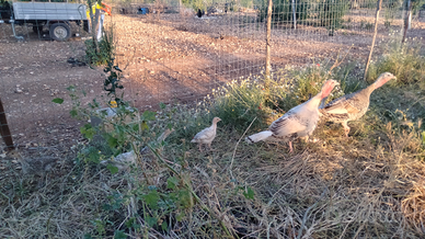 Tacchini e tacchini(pulcini)