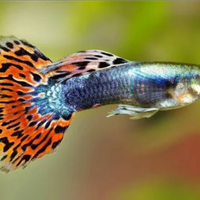 Guppy