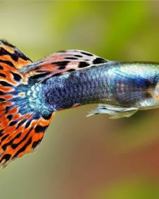 Guppy