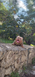 American bully