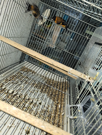 Cardinalini del venezuela