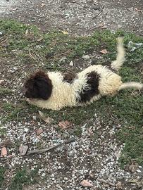 Lagotto romagnolo