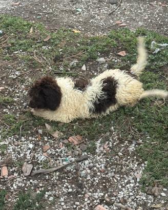 Lagotto romagnolo