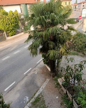 Palma da giardino 