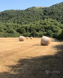 Balloni fieno