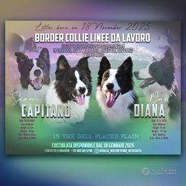 Border Collie - Cuccioli -