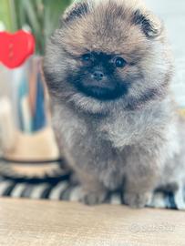 Volpino di Pomerania ( spitz nano)