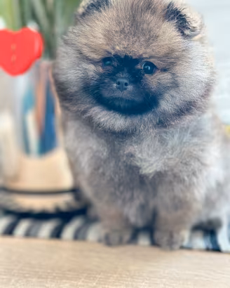Volpino di Pomerania ( spitz nano)