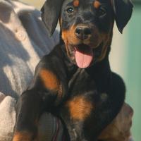 Dobermann cuccioli