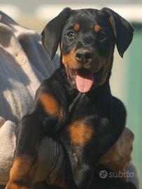 Dobermann cuccioli
