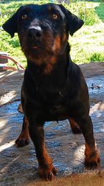 Jagd terrier maschio