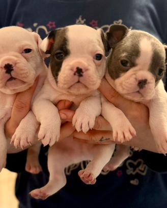Bulldog francese cuccioli disponibili