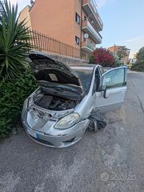 Lancia musa incidentata