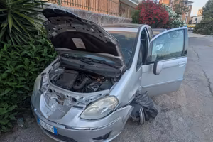 Lancia musa incidentata
