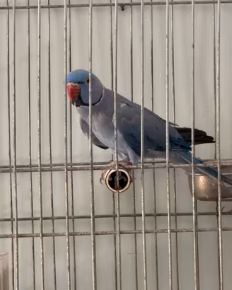 Parrocchetto dal collare