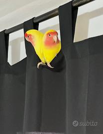Inseparabili