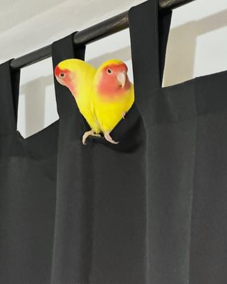 Inseparabili