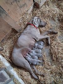 Cuccioli di Bracco di Weimaraner