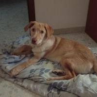 Cucciolo di 7 mesi
