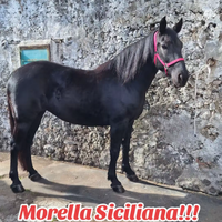 Cavalla Siciliana Morella