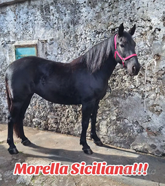 Cavalla Siciliana Morella