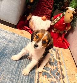 Cucciolo beagle
