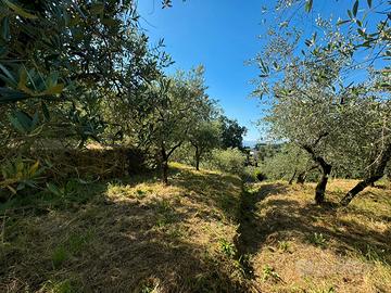 Uliveto a massa macinaia, capannori (lu)