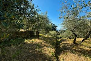 Uliveto a massa macinaia, capannori (lu)