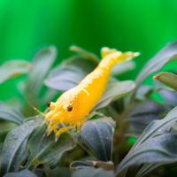 Lotto 10 x neocaridina davidi yellow fire neon SS