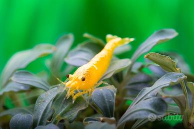 Lotto 10 x neocaridina davidi yellow fire neon SS