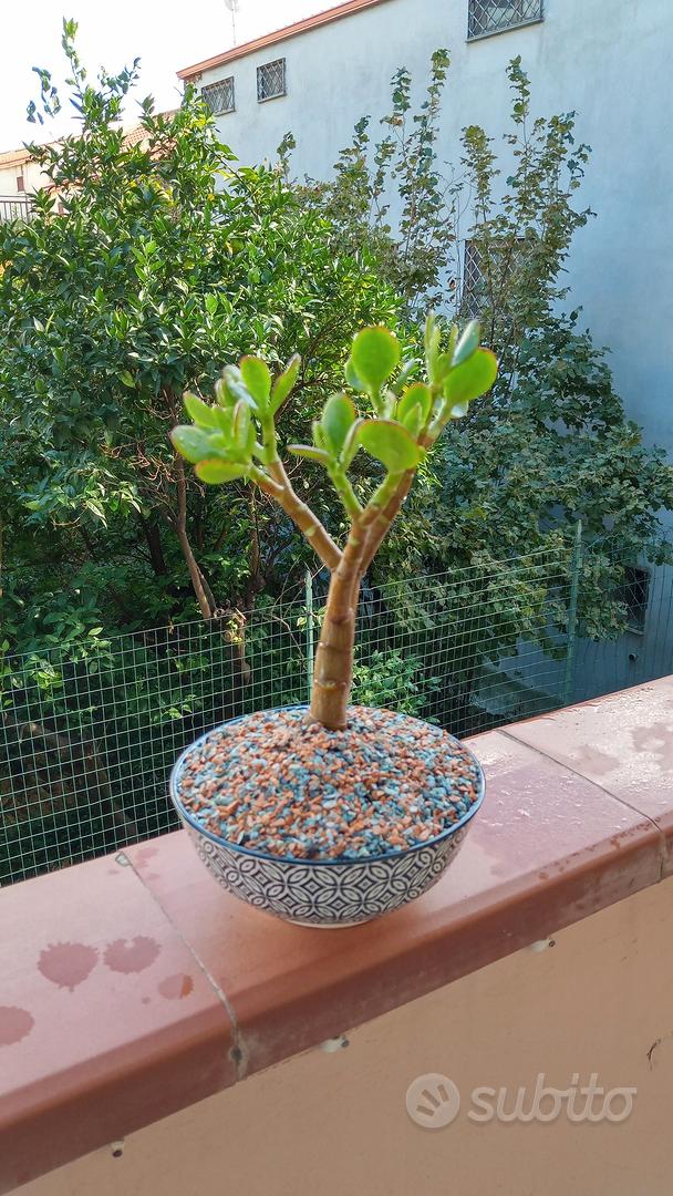Pianta di bonsai, con vaso in terracotta. » Fiori a Caserta