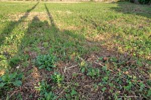 Terreno / campo pianeggiante