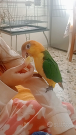 Caicco testa gialla pullo