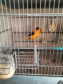 Canarina migliorata York