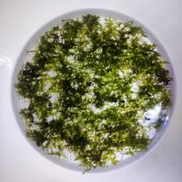 Muschio Pellia 20x20