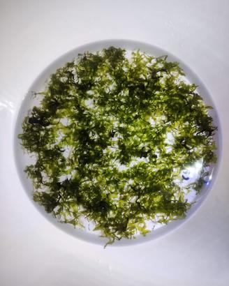 Muschio Pellia 20x20