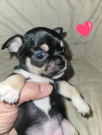 Chihuahua nana da Allevamento Cucciolisole
