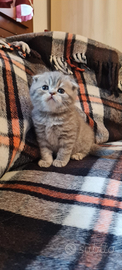 Scottish fold e Scottish strghit