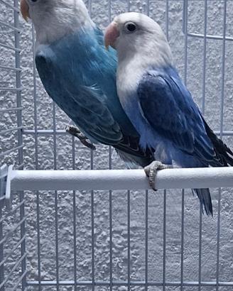 Pappagalli inseparabili fischer