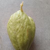 Chayote zucchina spinosa 