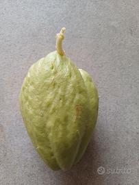 Chayote zucchina spinosa 