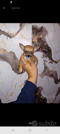 Micro cucciolo di chihuahua toy