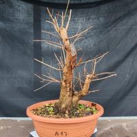 pre bonsai melograno 
