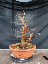 pre bonsai melograno 